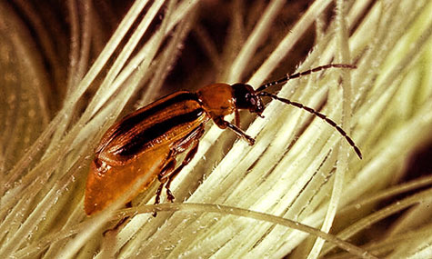 Имаго западного кукурузного корневого жука диабротики Diabrotica virgifera virgifera на пестичных нитях початка кукурузы