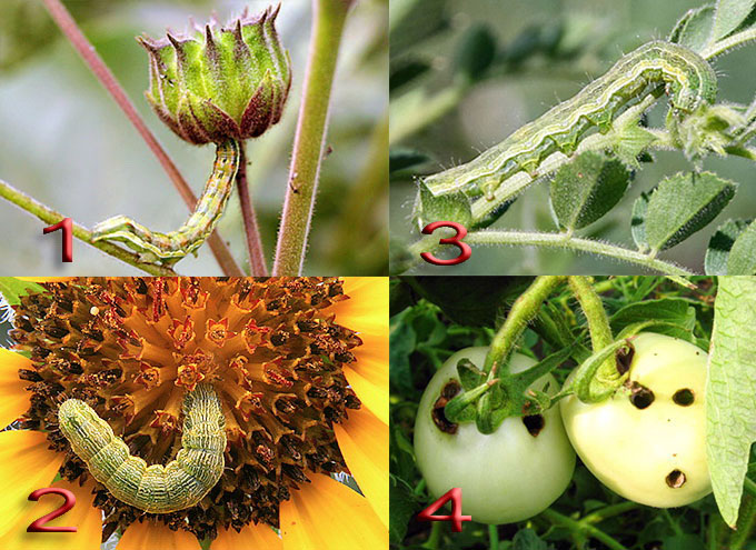 Хлопковая совка: имаго, яйцо, гусеницы, повреждение растений