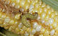 Вредители кукурузы