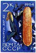 Почтовая марка СССР с изображением двойного гибрида кукрузы ВИР 42